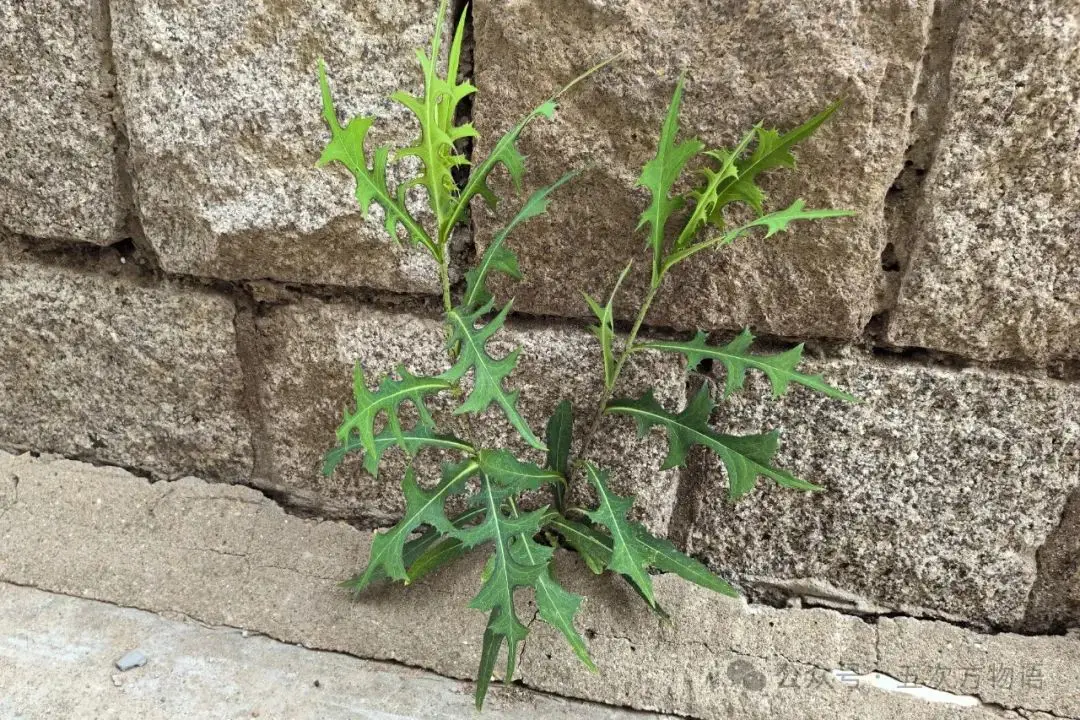 黄鹌菜和苦荬菜怎么分_苦荬菜_苦荬菜种植技术