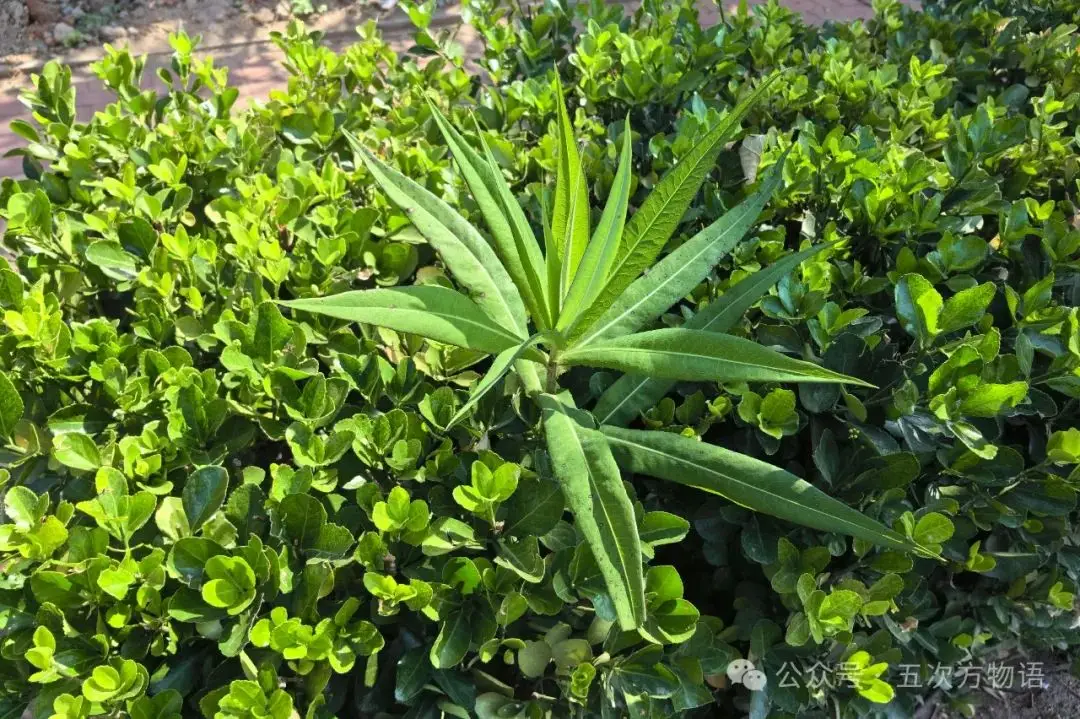 苦荬菜种植技术_黄鹌菜和苦荬菜怎么分_苦荬菜