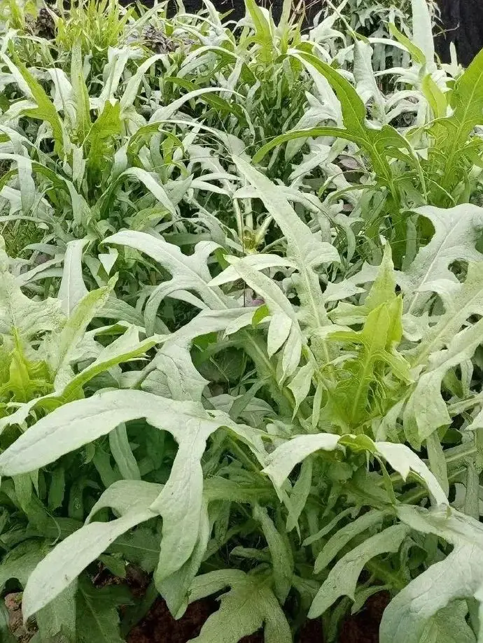 黄鹌菜和苦荬菜怎么分_苦荬菜_苦荬菜种植技术