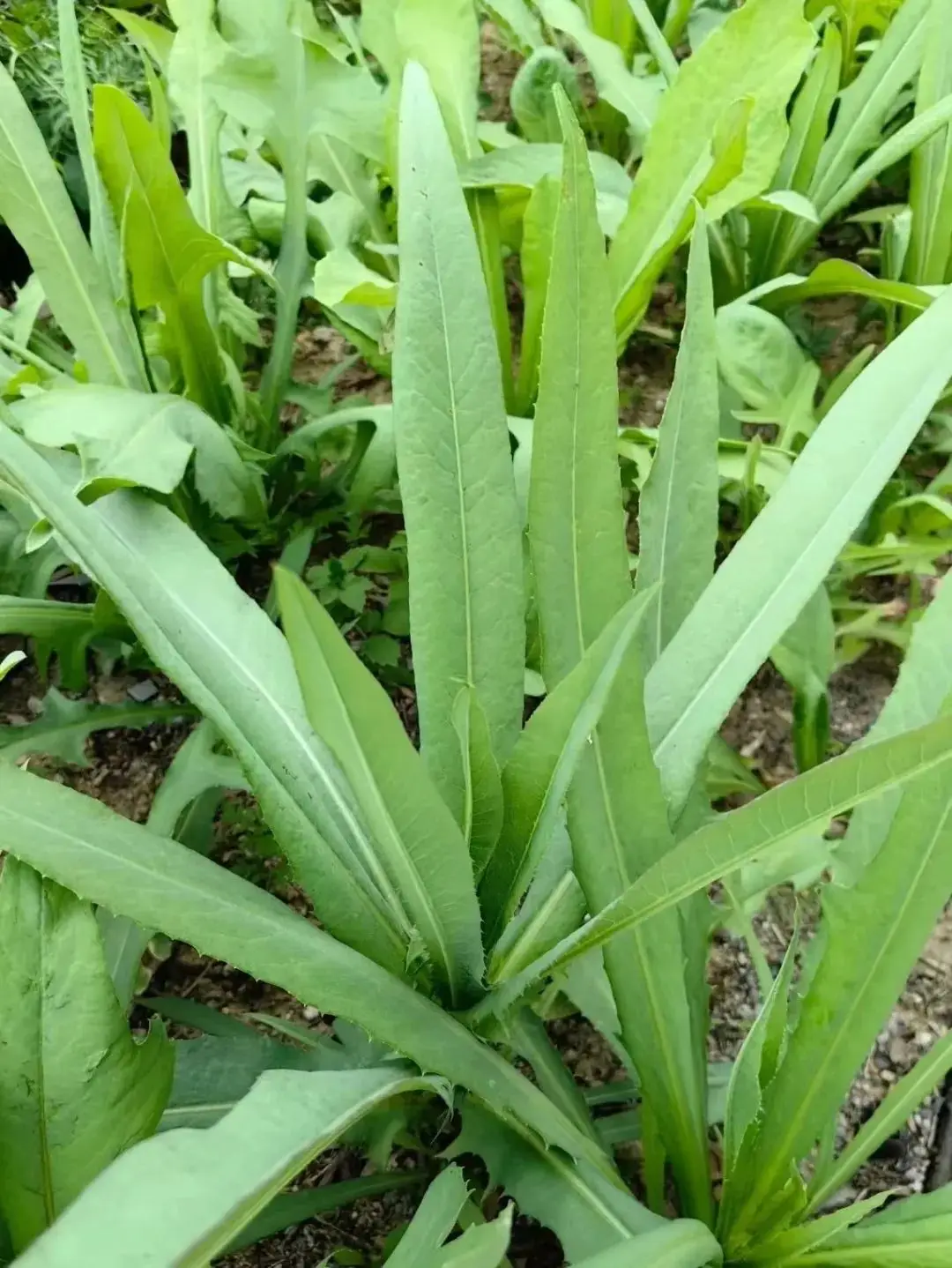 苦荬菜_黄鹌菜和苦荬菜怎么分_苦荬菜种植技术