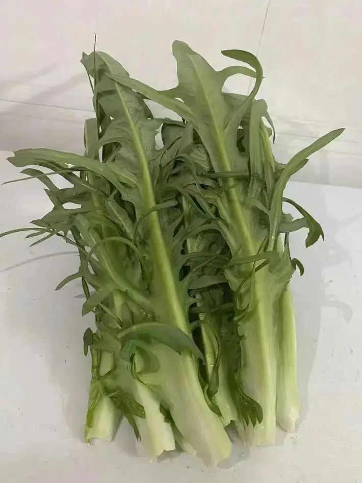 苦荬菜种植技术_黄鹌菜和苦荬菜怎么分_苦荬菜