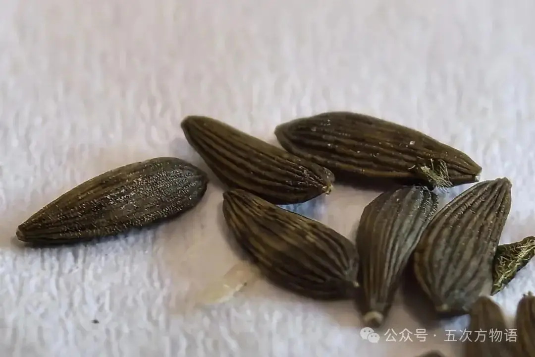 苦荬菜_黄鹌菜和苦荬菜怎么分_苦荬菜种植技术