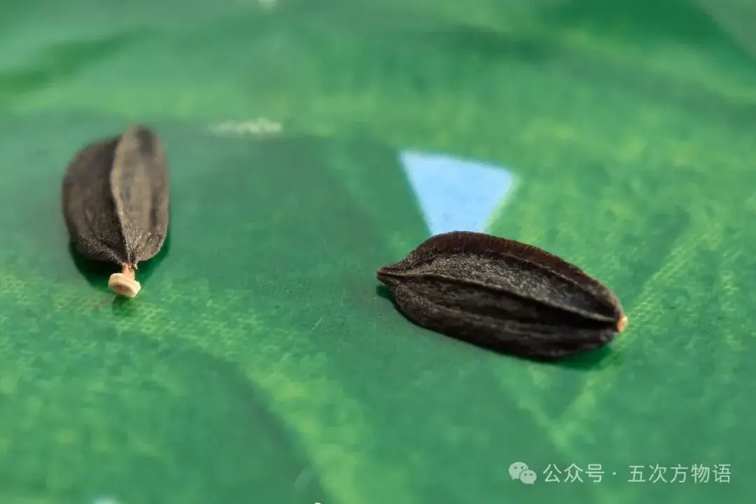 苦荬菜种植技术_苦荬菜_黄鹌菜和苦荬菜怎么分