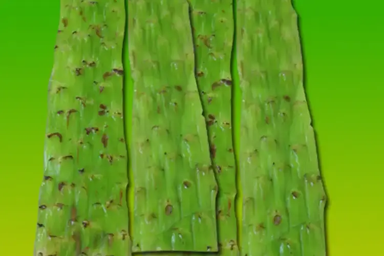 苦荬菜_黄鹌菜和苦荬菜怎么分_苦荬菜种植技术
