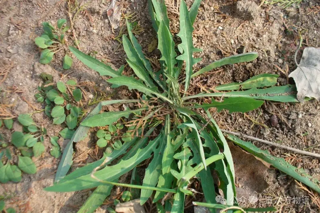 苦荬菜_黄鹌菜和苦荬菜怎么分_苦荬菜种植技术