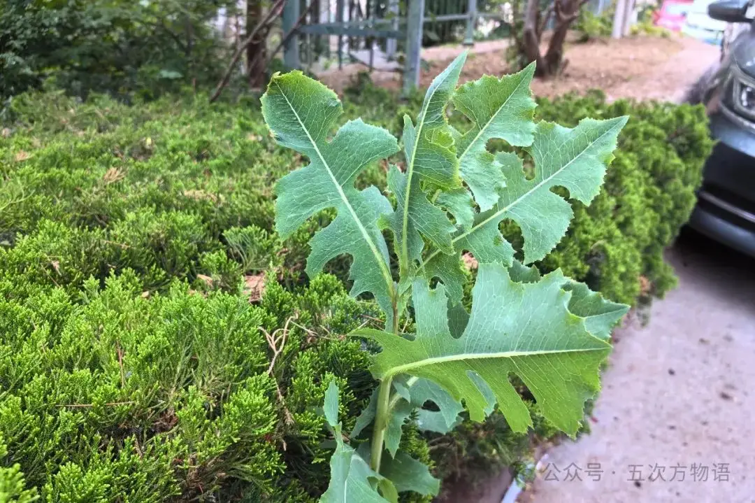 苦荬菜种植技术_黄鹌菜和苦荬菜怎么分_苦荬菜