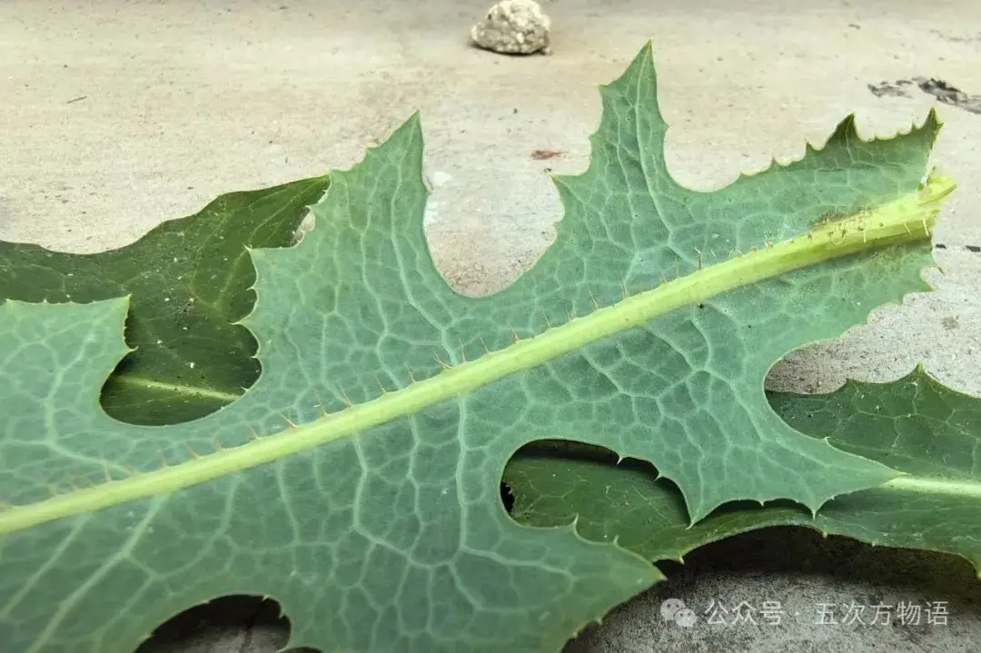 黄鹌菜和苦荬菜怎么分_苦荬菜_苦荬菜种植技术