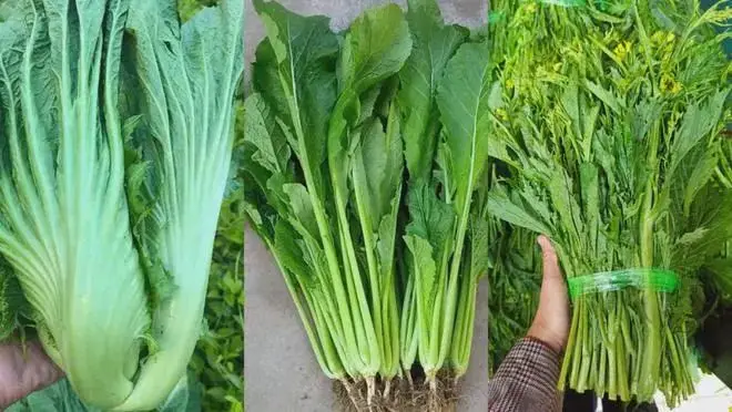 苦荬菜_苦荬菜种植技术_黄鹌菜和苦荬菜怎么分