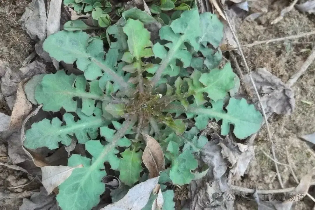 苦荬菜种植技术_黄鹌菜和苦荬菜怎么分_苦荬菜