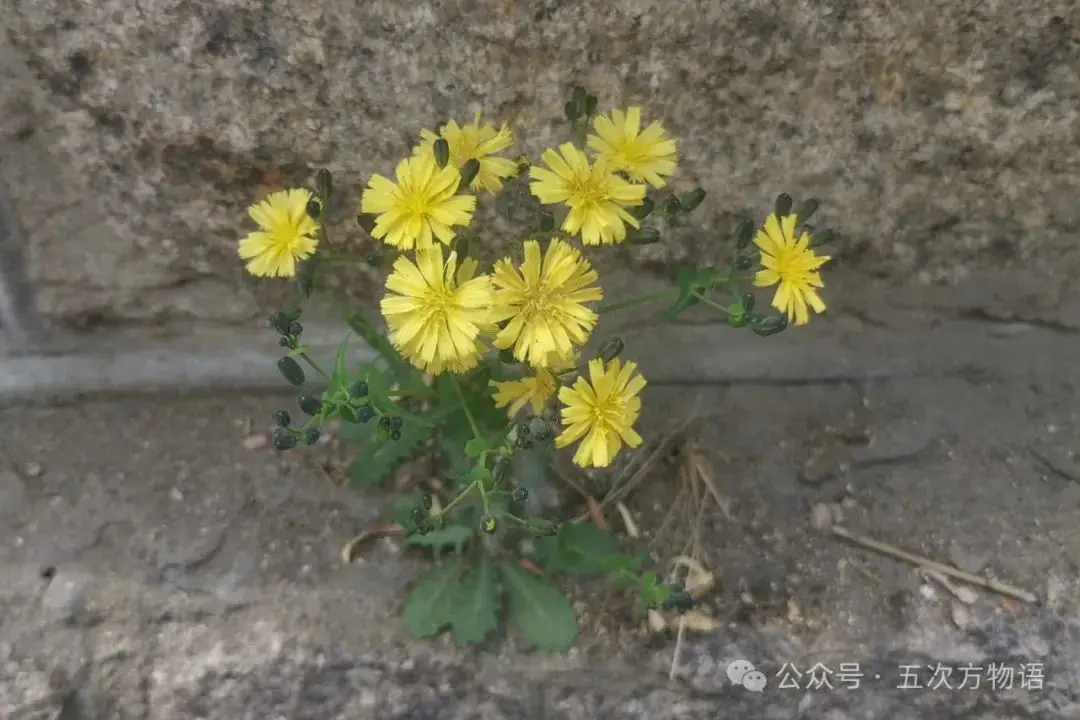 苦荬菜种植技术_黄鹌菜和苦荬菜怎么分_苦荬菜