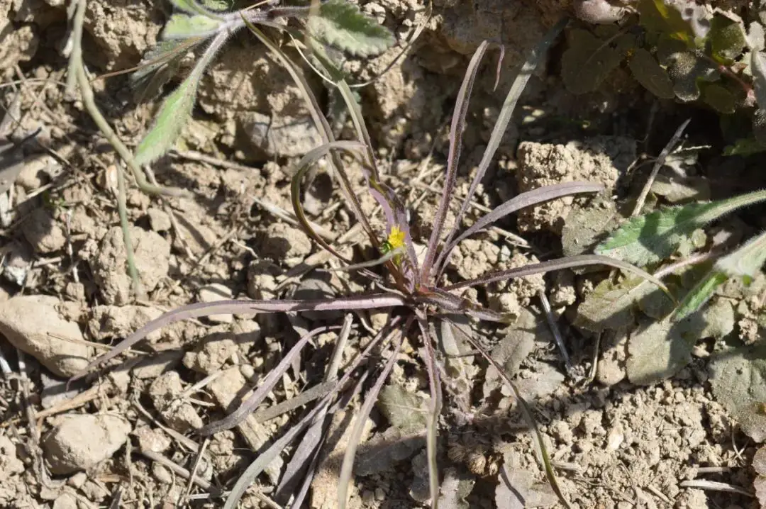 苦荬菜种植技术_黄鹌菜和苦荬菜怎么分_苦荬菜