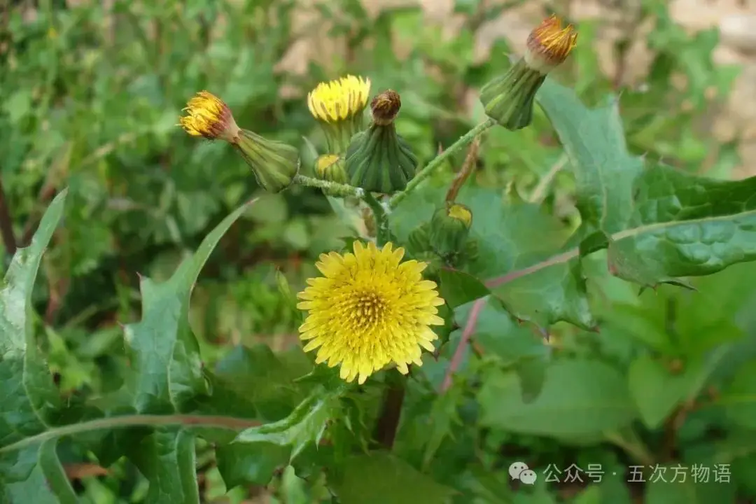 苦荬菜种植技术_苦荬菜_黄鹌菜和苦荬菜怎么分
