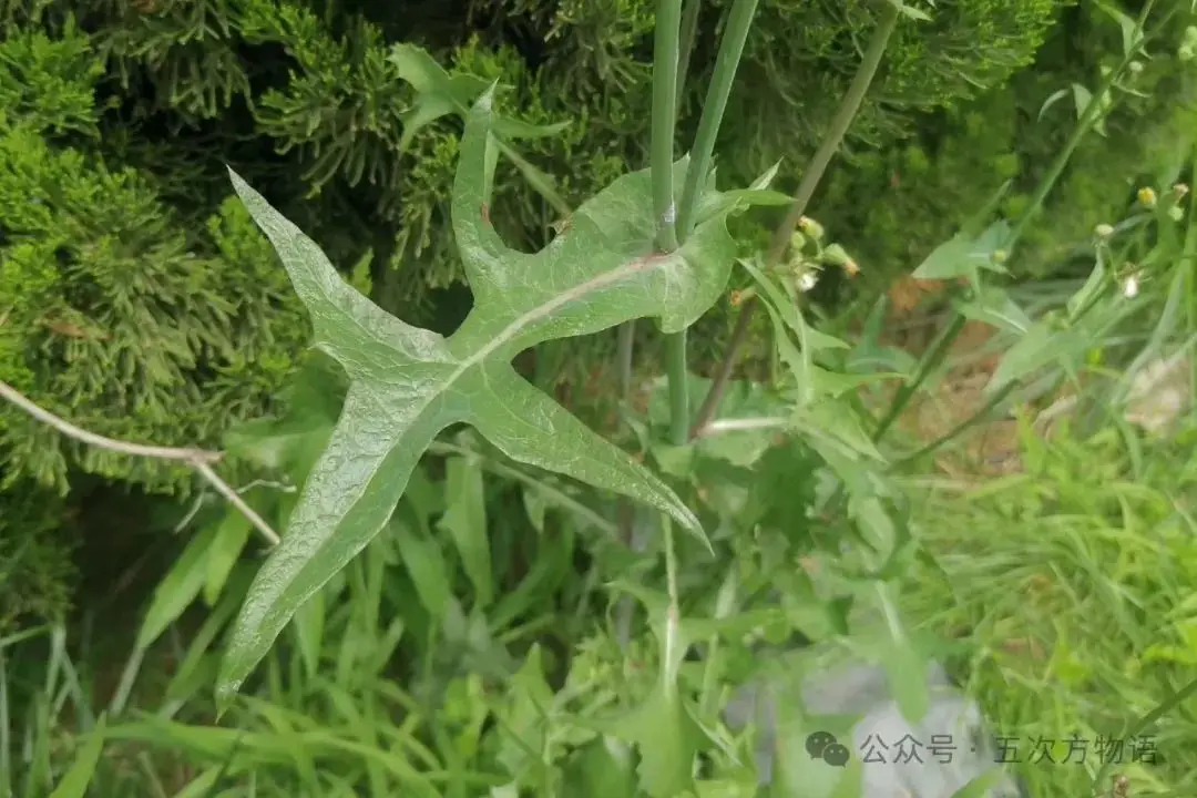 黄鹌菜和苦荬菜怎么分_苦荬菜种植技术_苦荬菜