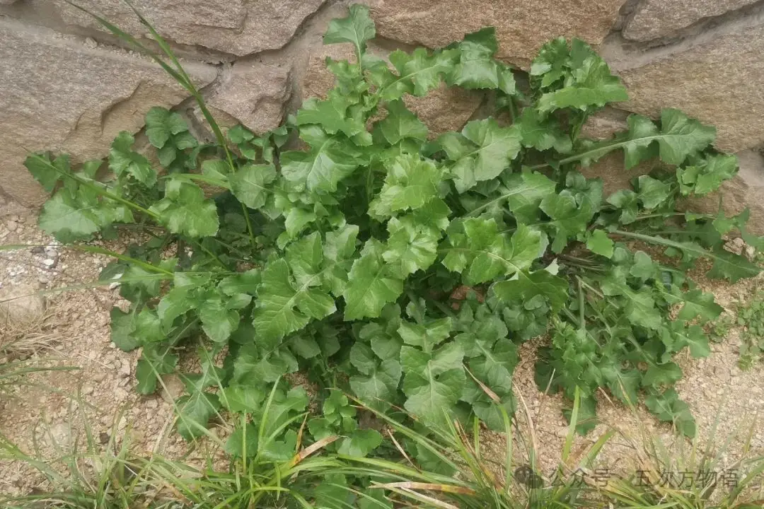 苦荬菜_苦荬菜种植技术_黄鹌菜和苦荬菜怎么分