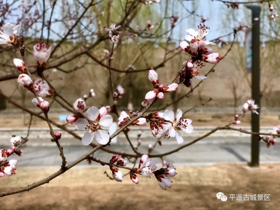 平遥古城旅游攻略住宿_平遥古城住宿_平遥古城住宿推荐古城里面