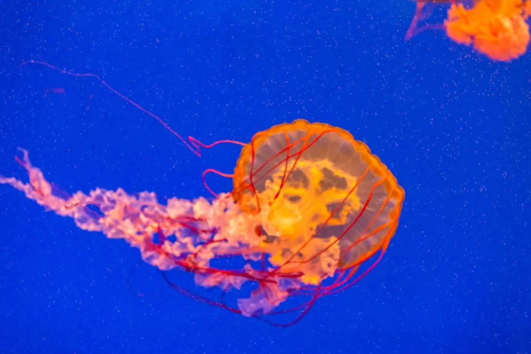 浦江游览时间与门票价格_浦江游记_浦江游览视频