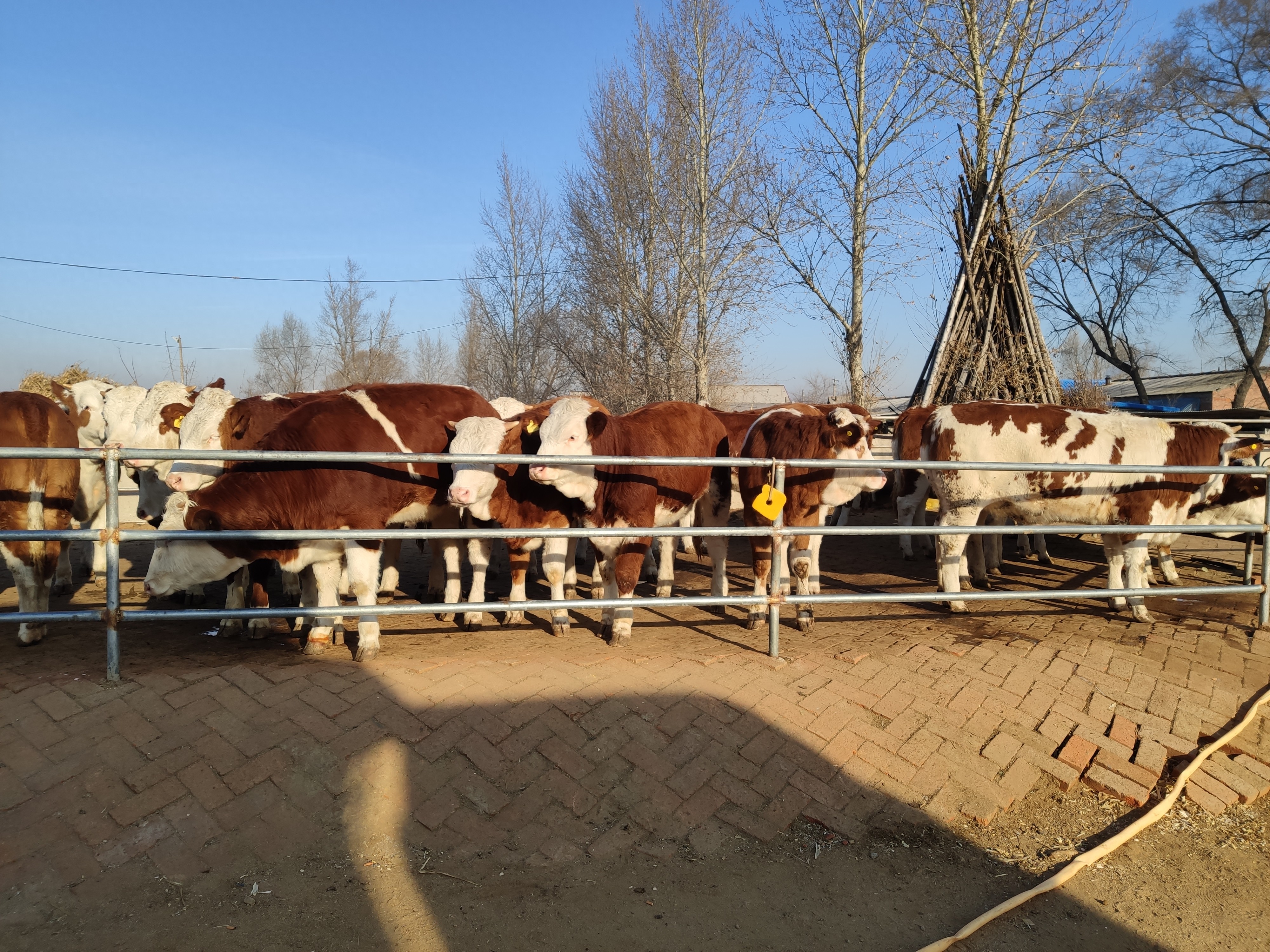 摔伤胯骨怎么办_胯部摔伤后非常疼通_胯骨摔伤后怎么处理