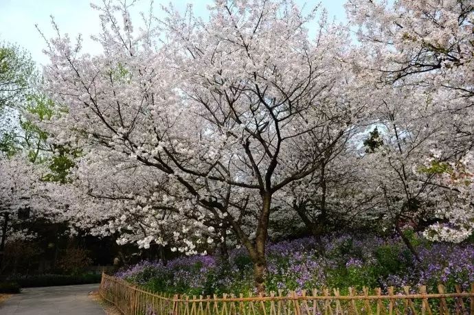 西湖线路旅游攻略_西湖游玩线路_西湖旅游线路