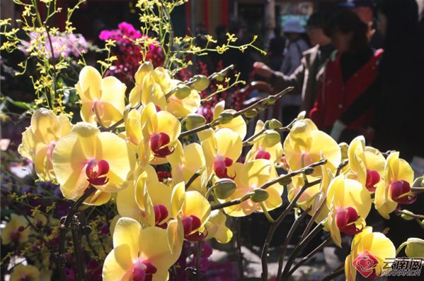 昆明鲜花年货市场_昆明大观楼夜景收费吗_昆明老街新春庙会