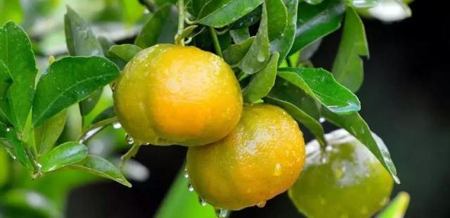 丹江大观苑景区_河南淅川丹江大观苑秋获风情节_丹江大观苑丰收节活动