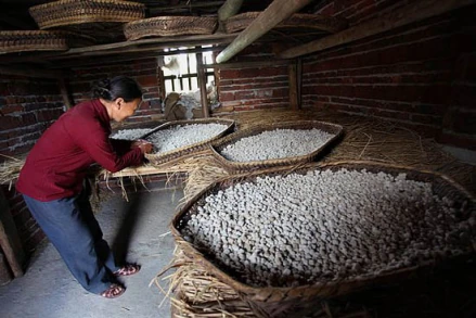 酒药酿酒制作流程_传统土酒酿造方法_雄黄酒价格