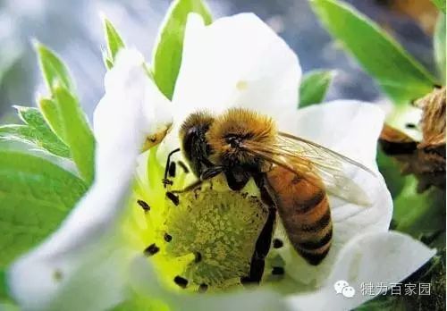 百家园草莓园优惠活动_观光农业园区_百家园生态观光农业草莓园开园时间