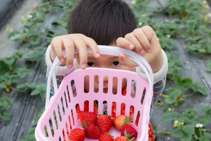 百家园草莓园优惠活动_百家园生态观光农业草莓园开园时间_观光农业园区