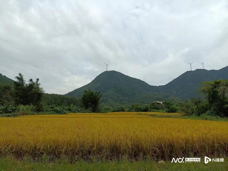 广东铁涌风车山景区投资_惠东观音山旅游开发_惠东莲花湖生态旅游开发有限公司