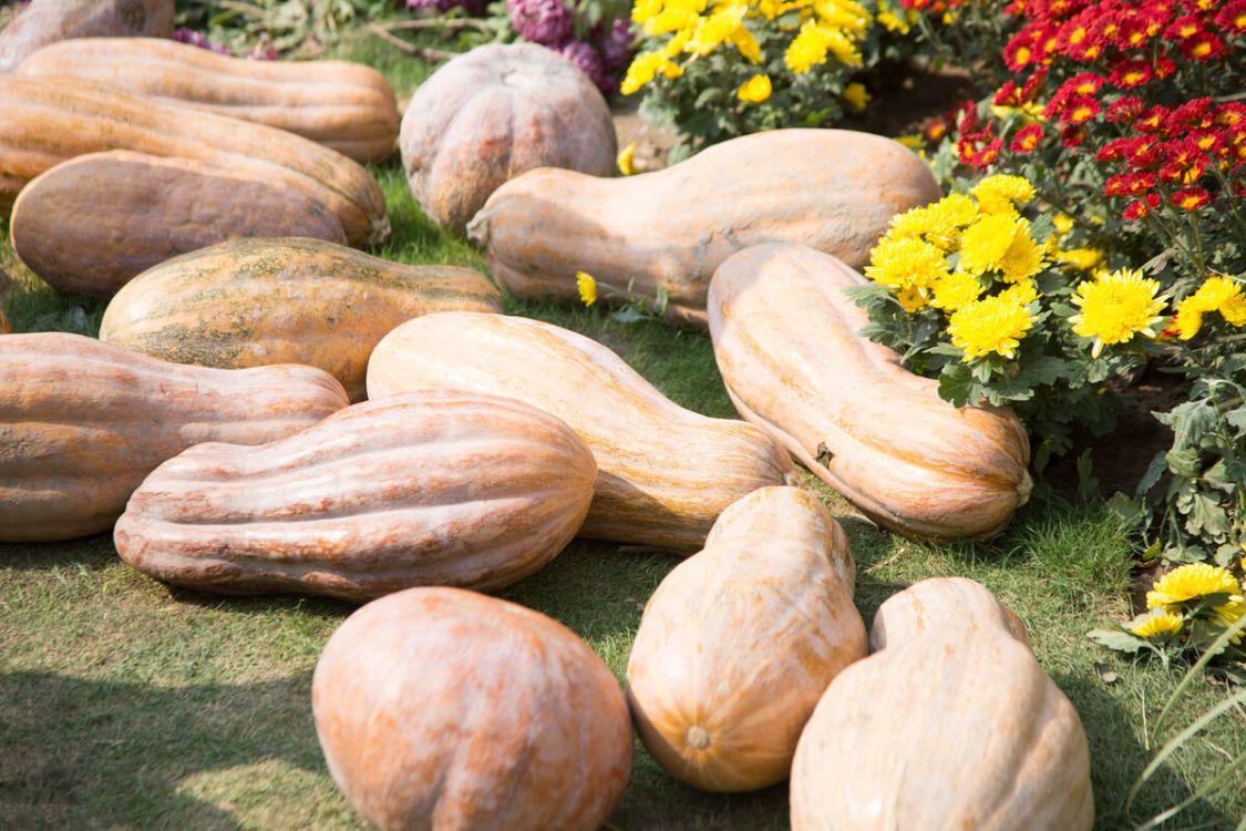 冬季耐储存蔬菜推荐_北方冬天囤菜蔬菜排行_素菜炖菜大全