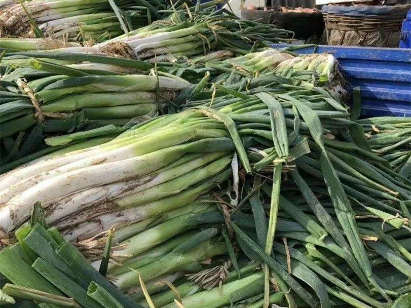 冬季耐储存蔬菜推荐_素菜炖菜大全_北方冬天囤菜蔬菜排行