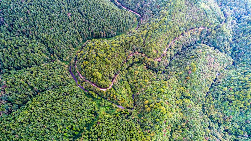 龙岩旅游区域发展失衡_龙岩市森林覆盖率_福建森林旅游地