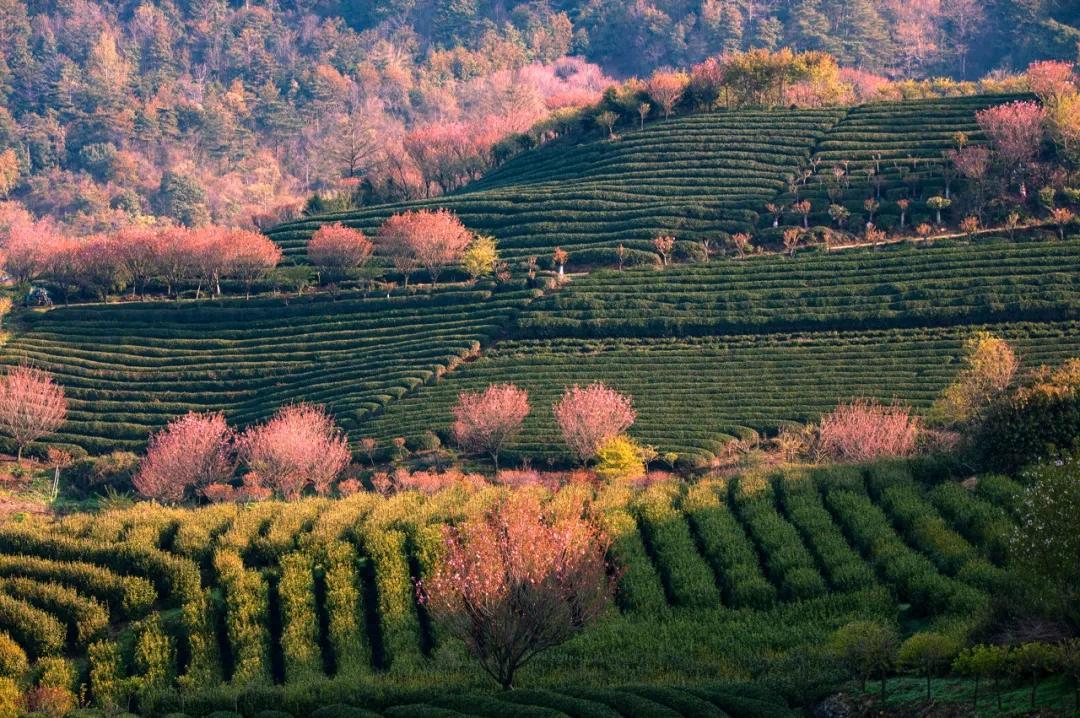 余姚大岚镇旅游_四明山悬岩村晚樱观赏攻略_宁波余姚四明山樱花自驾游