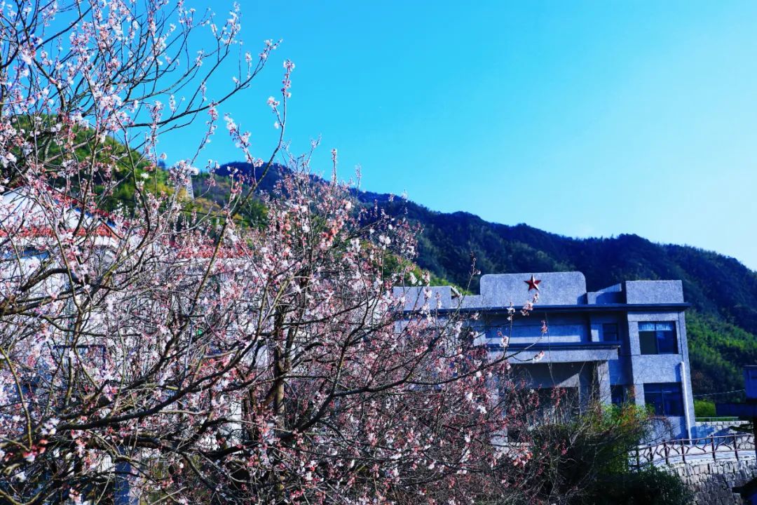 余姚大岚镇旅游_四明山悬岩村晚樱观赏攻略_宁波余姚四明山樱花自驾游