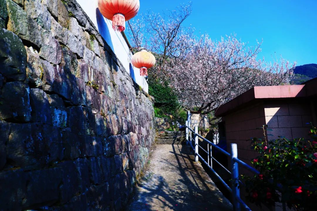 宁波余姚四明山樱花自驾游_四明山悬岩村晚樱观赏攻略_余姚大岚镇旅游