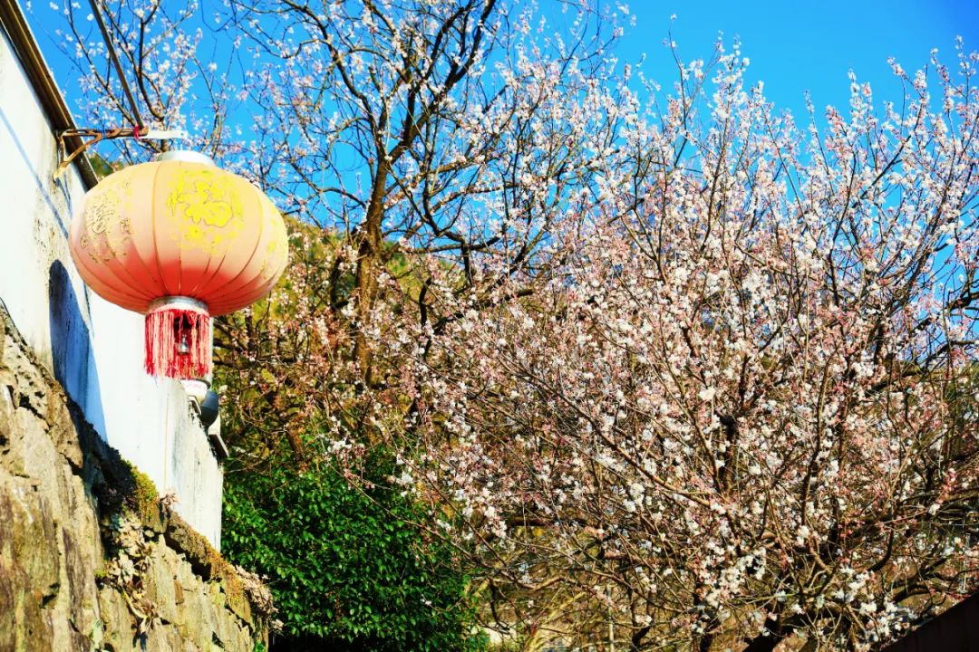 四明山悬岩村晚樱观赏攻略_宁波余姚四明山樱花自驾游_余姚大岚镇旅游