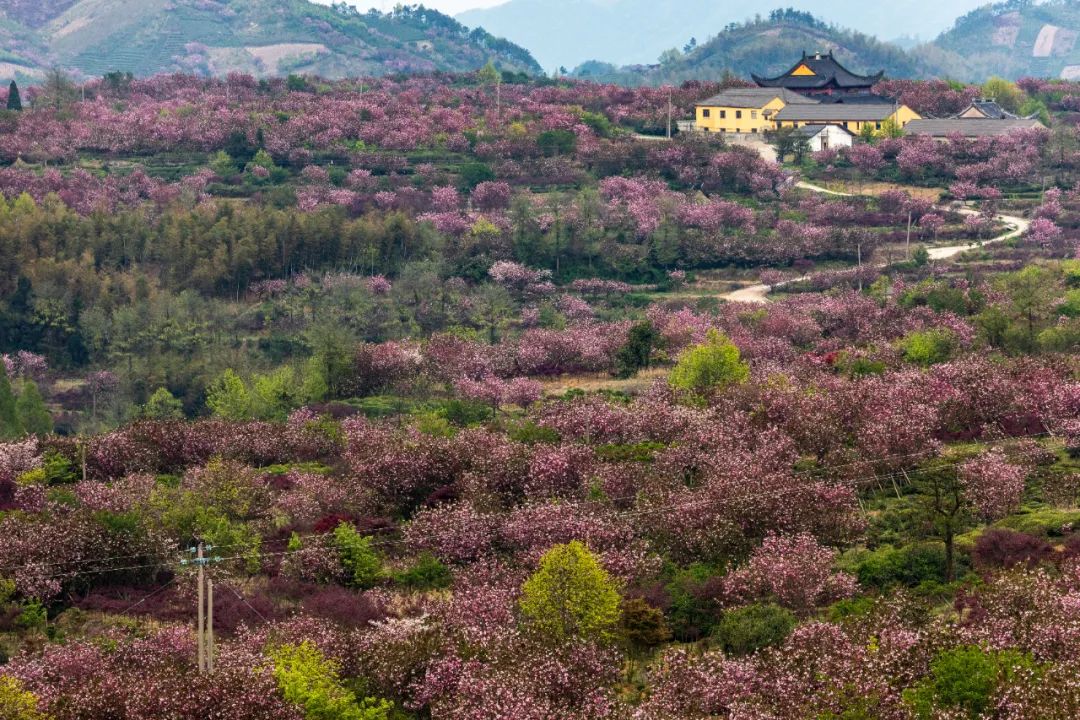 余姚大岚镇旅游_宁波余姚四明山樱花自驾游_四明山悬岩村晚樱观赏攻略