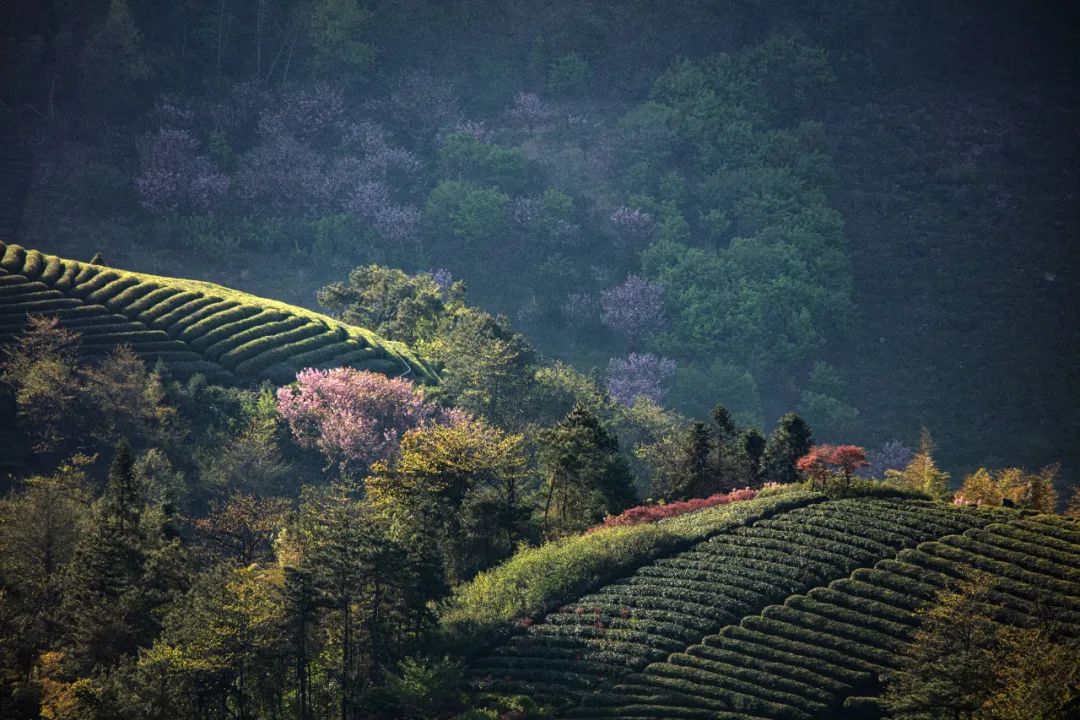 四明山悬岩村晚樱观赏攻略_宁波余姚四明山樱花自驾游_余姚大岚镇旅游