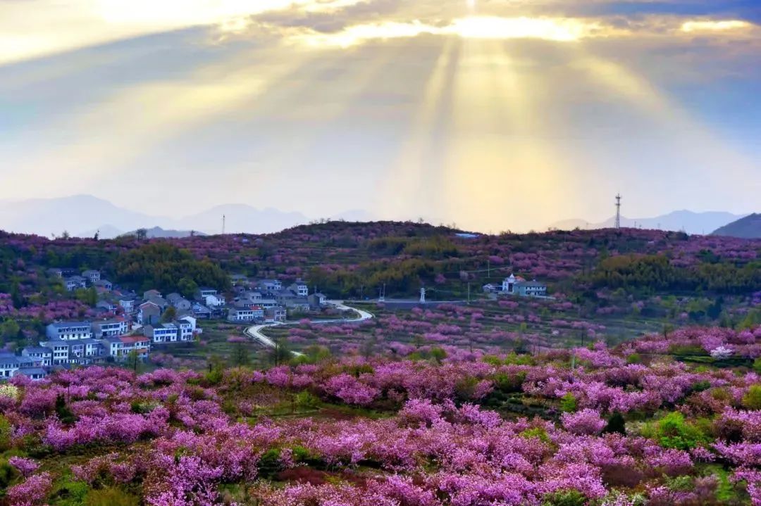 四明山悬岩村晚樱观赏攻略_余姚大岚镇旅游_宁波余姚四明山樱花自驾游