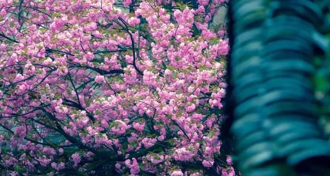 四明山悬岩村晚樱观赏攻略_宁波余姚四明山樱花自驾游_余姚大岚镇旅游