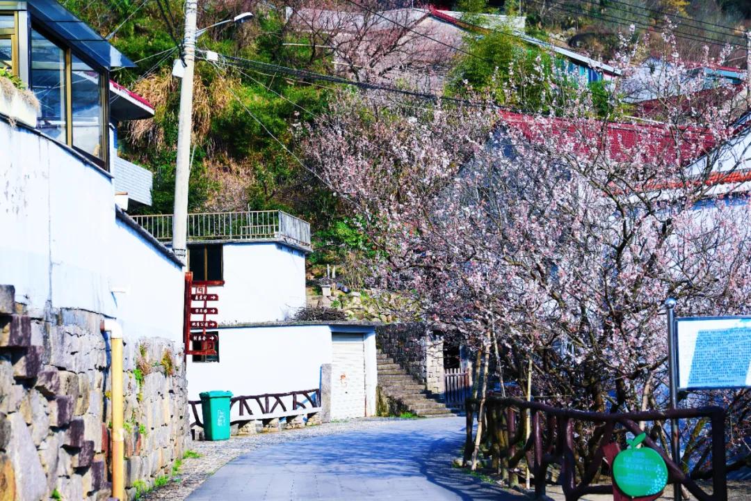 四明山悬岩村晚樱观赏攻略_余姚大岚镇旅游_宁波余姚四明山樱花自驾游