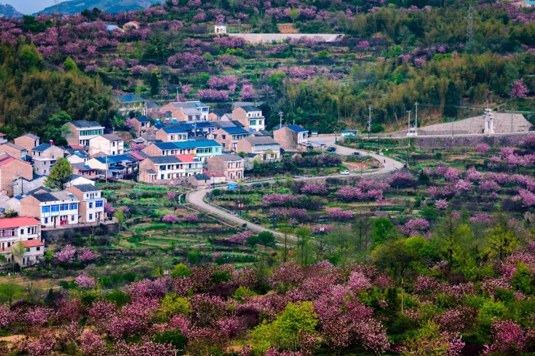 宁波余姚四明山樱花自驾游_四明山悬岩村晚樱观赏攻略_余姚大岚镇旅游