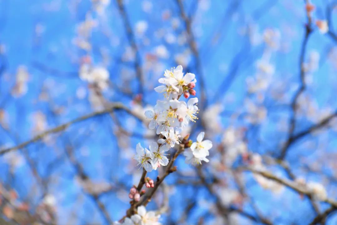 四明山悬岩村晚樱观赏攻略_宁波余姚四明山樱花自驾游_余姚大岚镇旅游