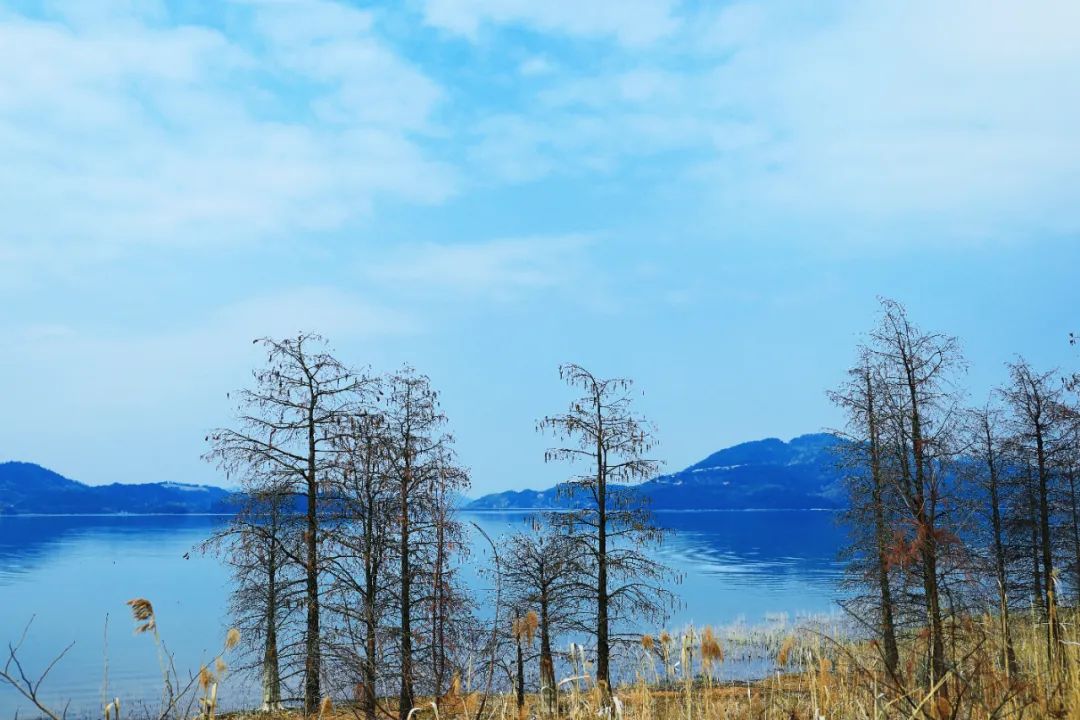 余姚大岚镇旅游_四明山悬岩村晚樱观赏攻略_宁波余姚四明山樱花自驾游