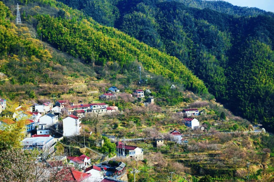 四明山悬岩村晚樱观赏攻略_宁波余姚四明山樱花自驾游_余姚大岚镇旅游