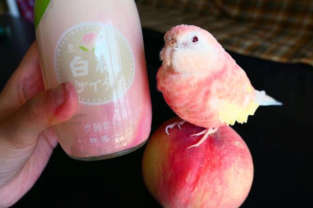 推荐给女孩子的鹦鹉种类_适合女孩子饲养的鹦鹉品种_小葵花鹦鹉价钱
