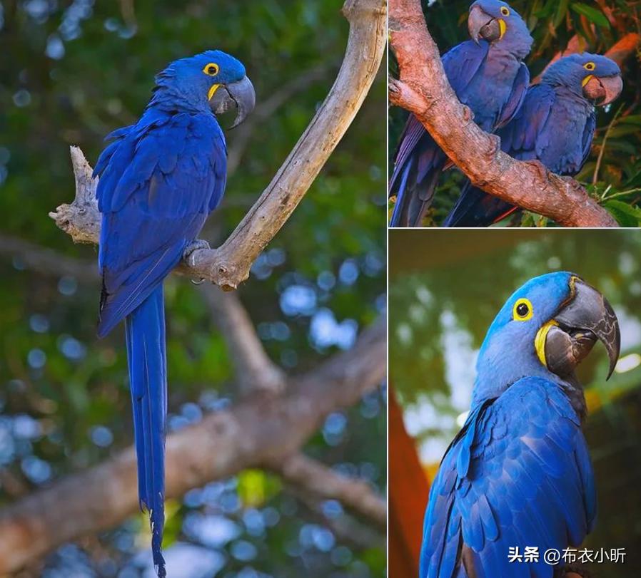 小葵花鹦鹉价钱_紫蓝金刚鹦鹉价格_非法野生动物交易案