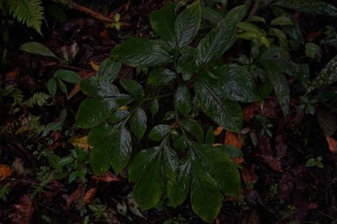 晕菜素菜_魔芋豆腐制作方法_魔芋葡甘聚糖减肥效果