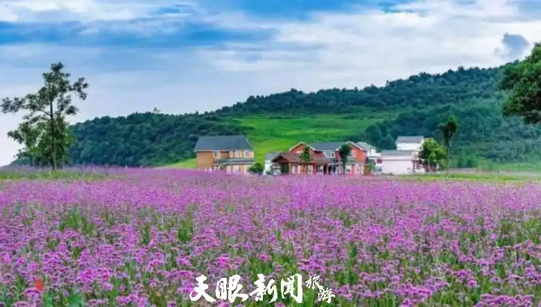 野鸡坪花海露营体验_野鸡坪露营最佳时节_六盘水野玉海自驾露营攻略