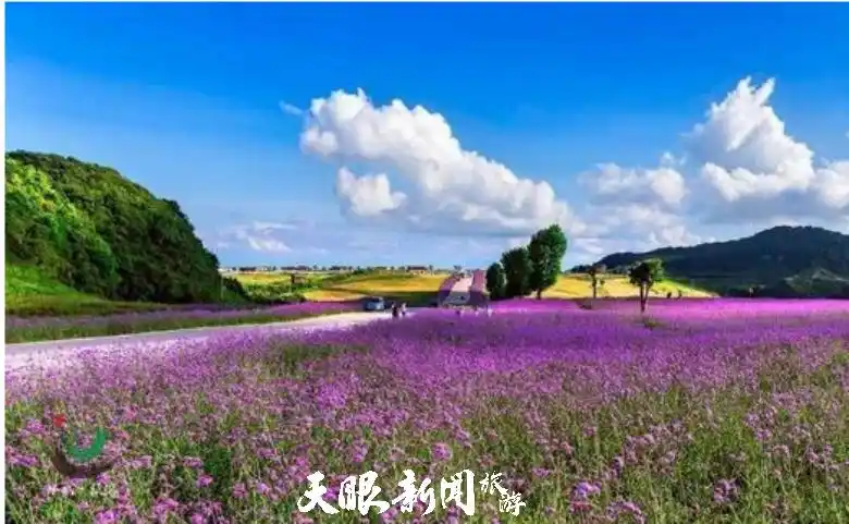 野鸡坪花海露营体验_野鸡坪露营最佳时节_六盘水野玉海自驾露营攻略