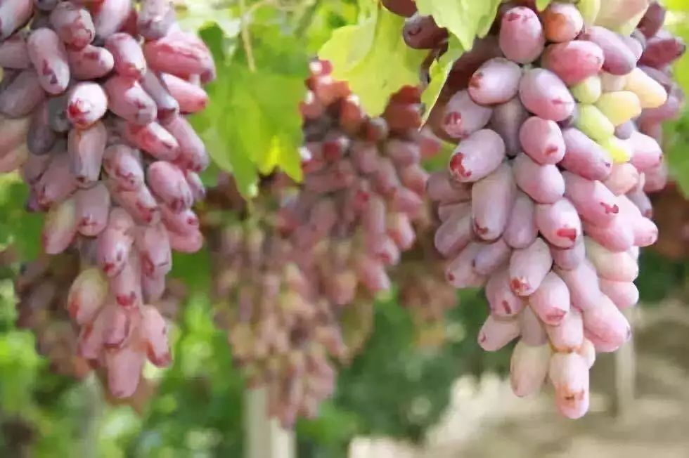张家口特色美食攻略_张家口旅游景点推荐_张家口美食推荐